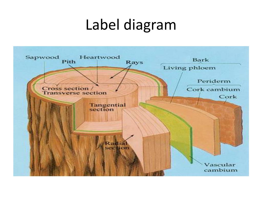 31 Label The Parts Of A Tree Label Design Ideas 2020