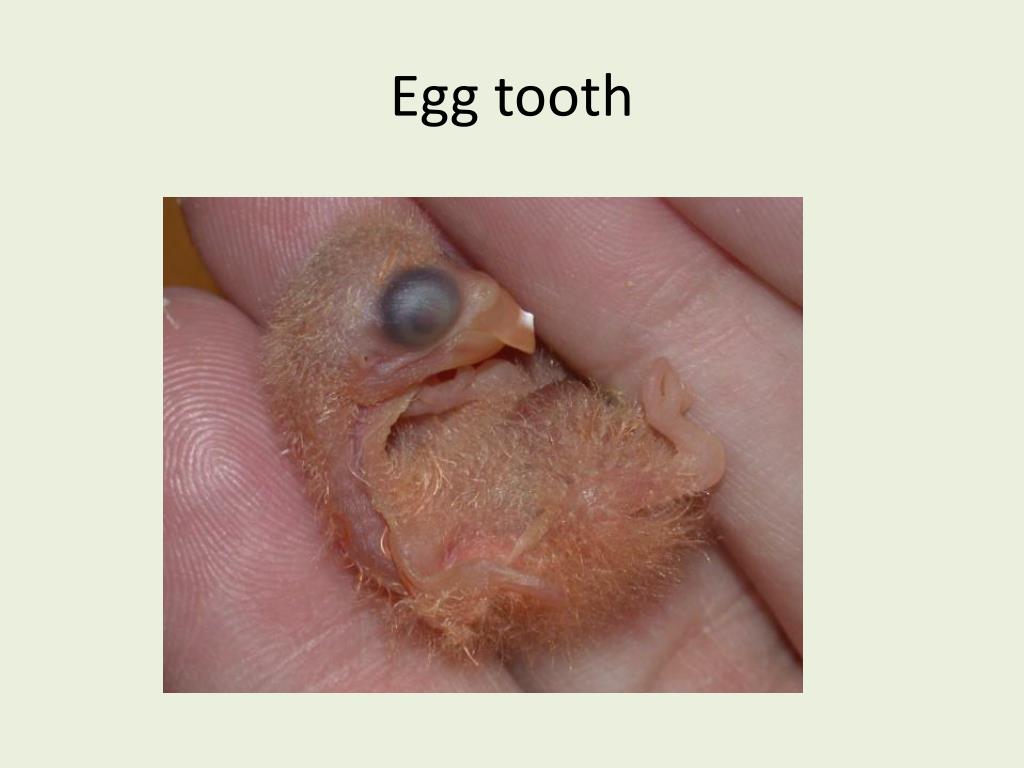 PPT Class Aves “flyers” birds PowerPoint Presentation, free