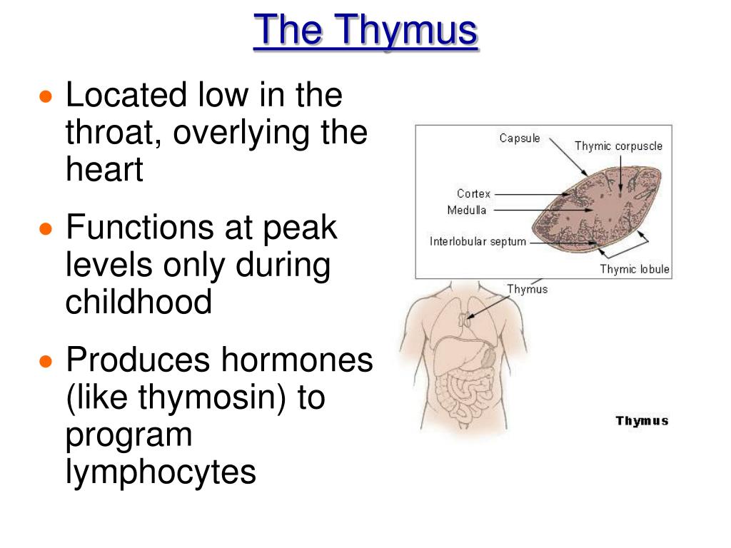 PPT Chapter 12 The Lymphatic System and Body Defenses PowerPoint