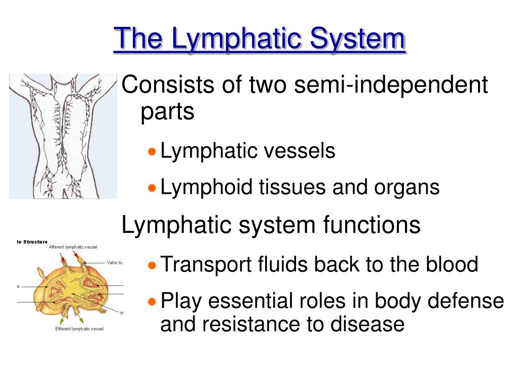 PPT Chapter 12 The Lymphatic System and Body Defenses PowerPoint