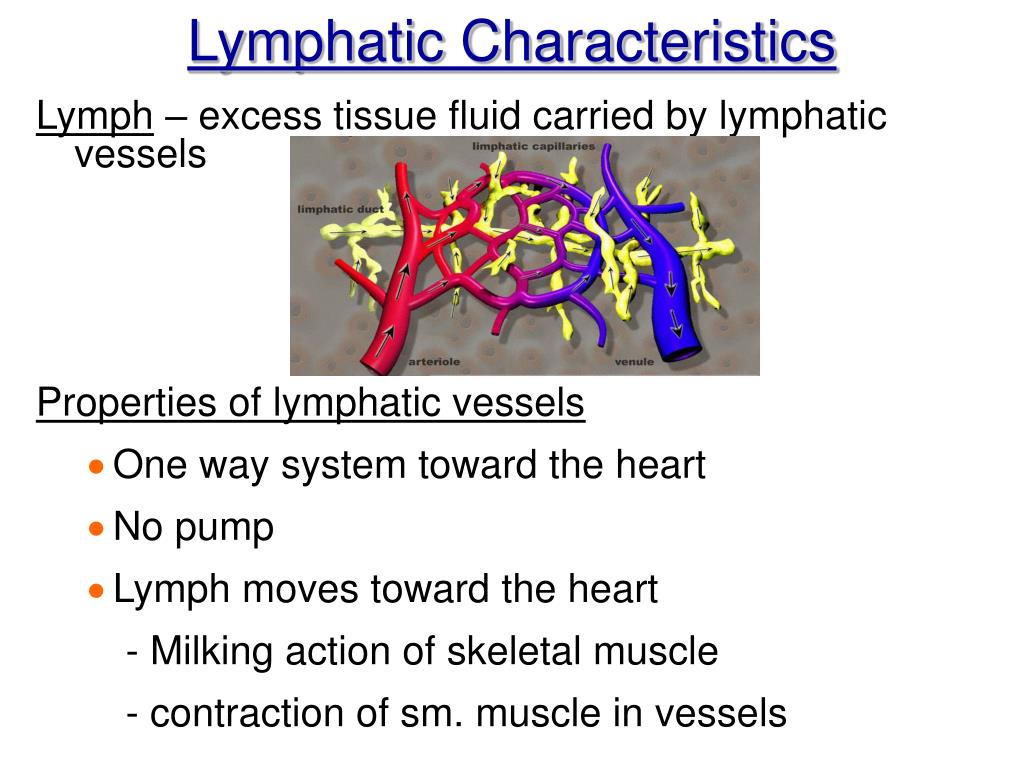PPT Chapter 12 The Lymphatic System and Body Defenses PowerPoint