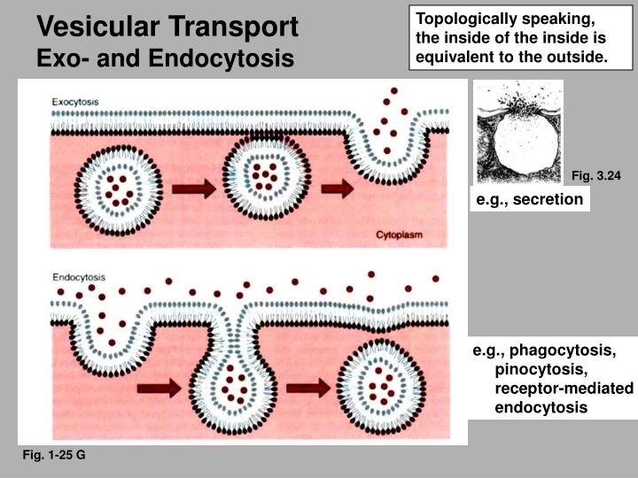 PPT Facilitated Diffusion PowerPoint Presentation ID3032803