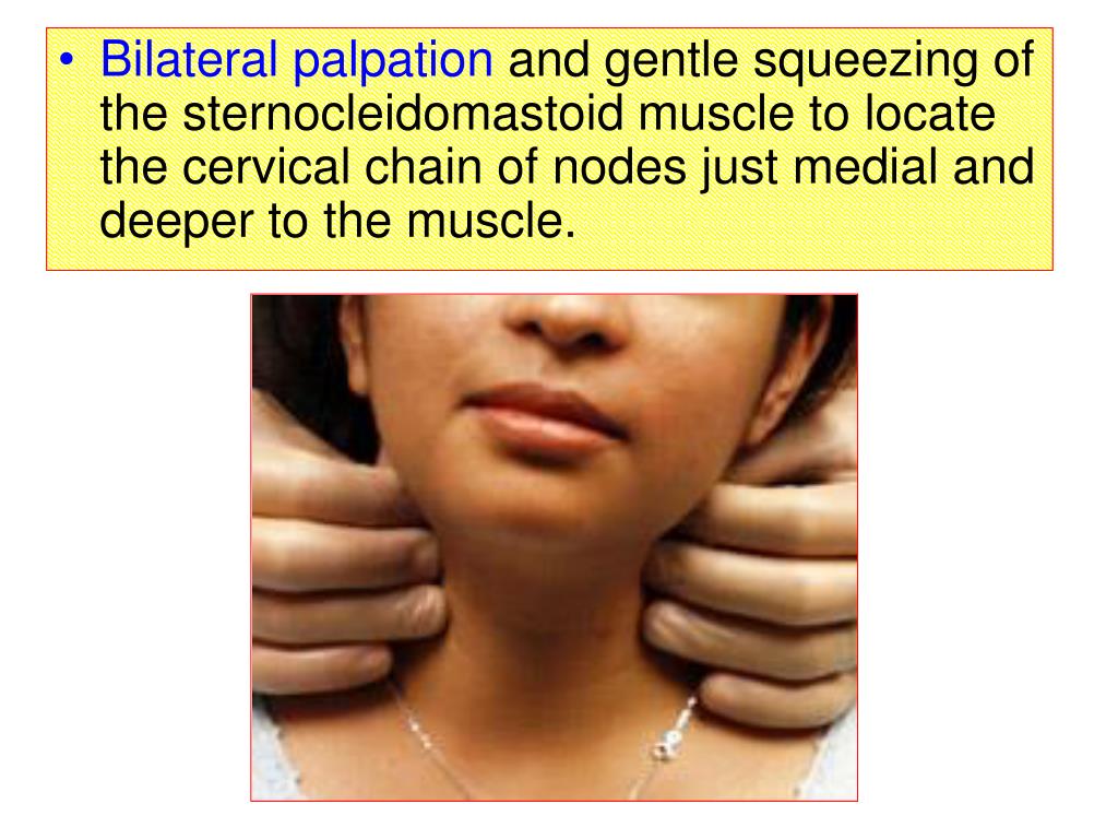 PPT Oral cavity & Pharynx Trachea PowerPoint