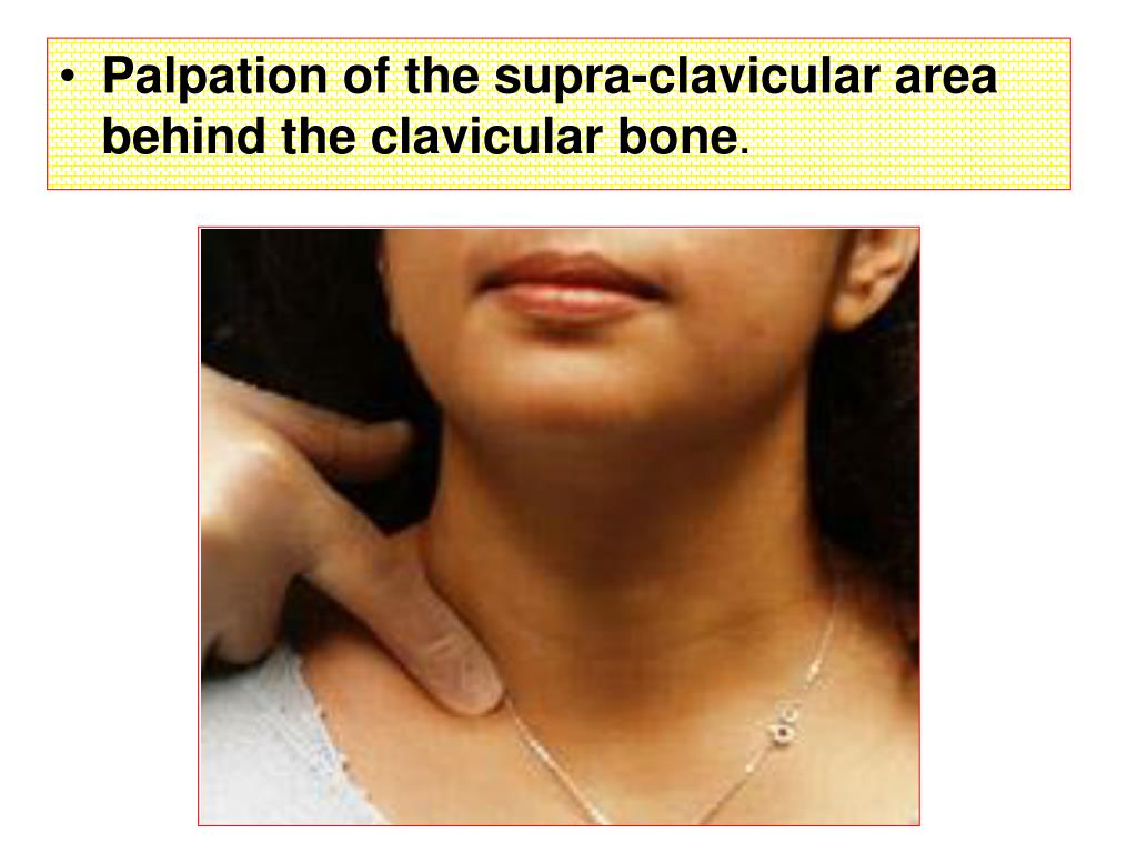 PPT Oral cavity & Pharynx Trachea PowerPoint