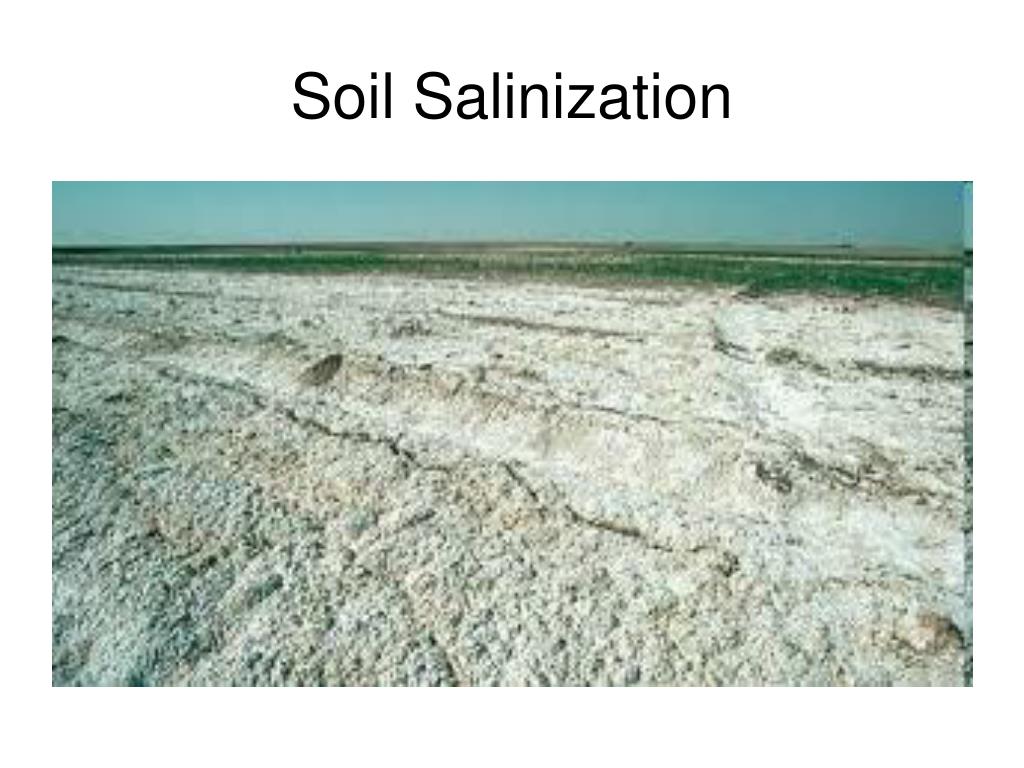 PPT THOMAS MALTHUS PowerPoint Presentation, free download ID3035971