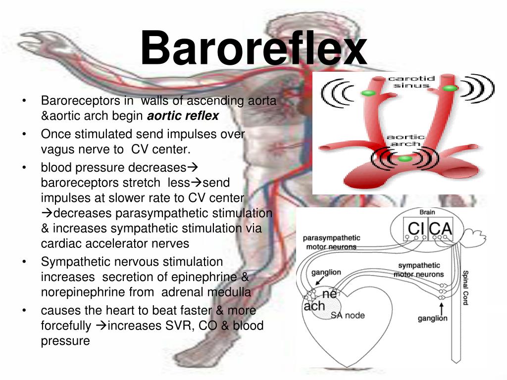 PPT Blood Vessels PowerPoint Presentation, free download