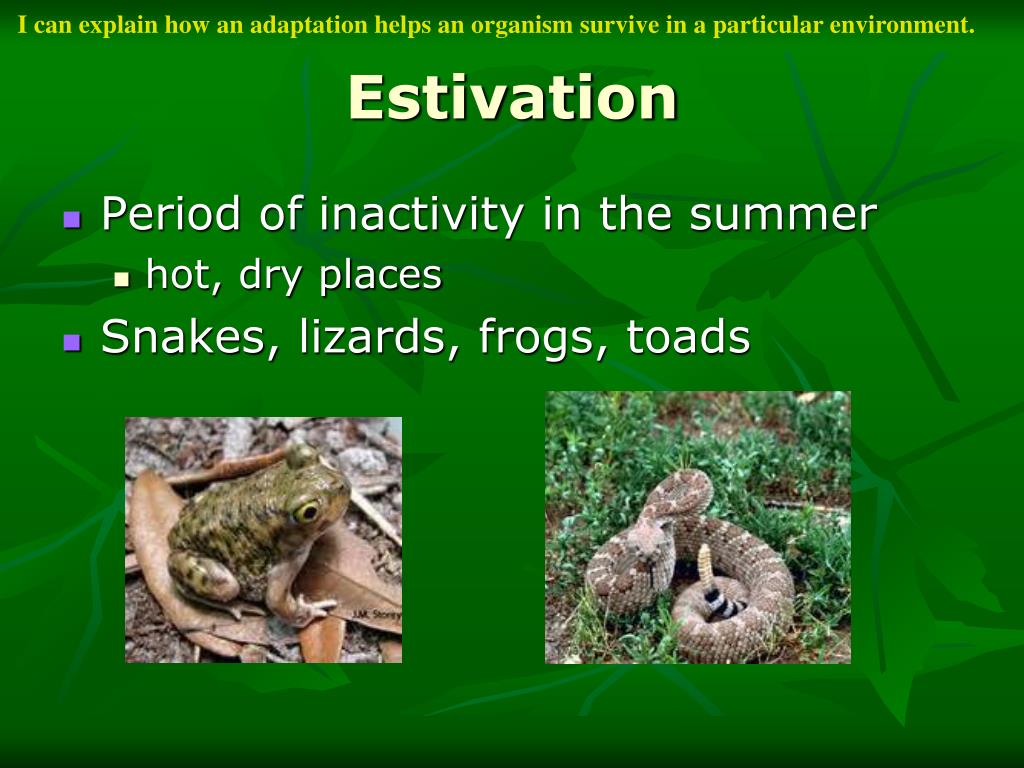 PPT Adaptations PowerPoint Presentation, free download ID3036734