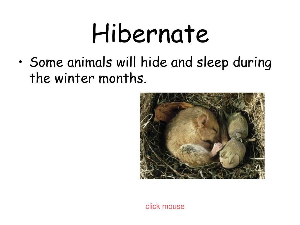 PPT What Do Animals Do In Winter? PowerPoint Presentation, free