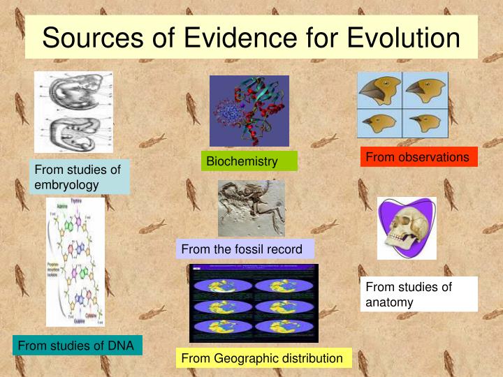 PPT Biology 101 Evidence of Evolution PowerPoint Presentation ID3037554