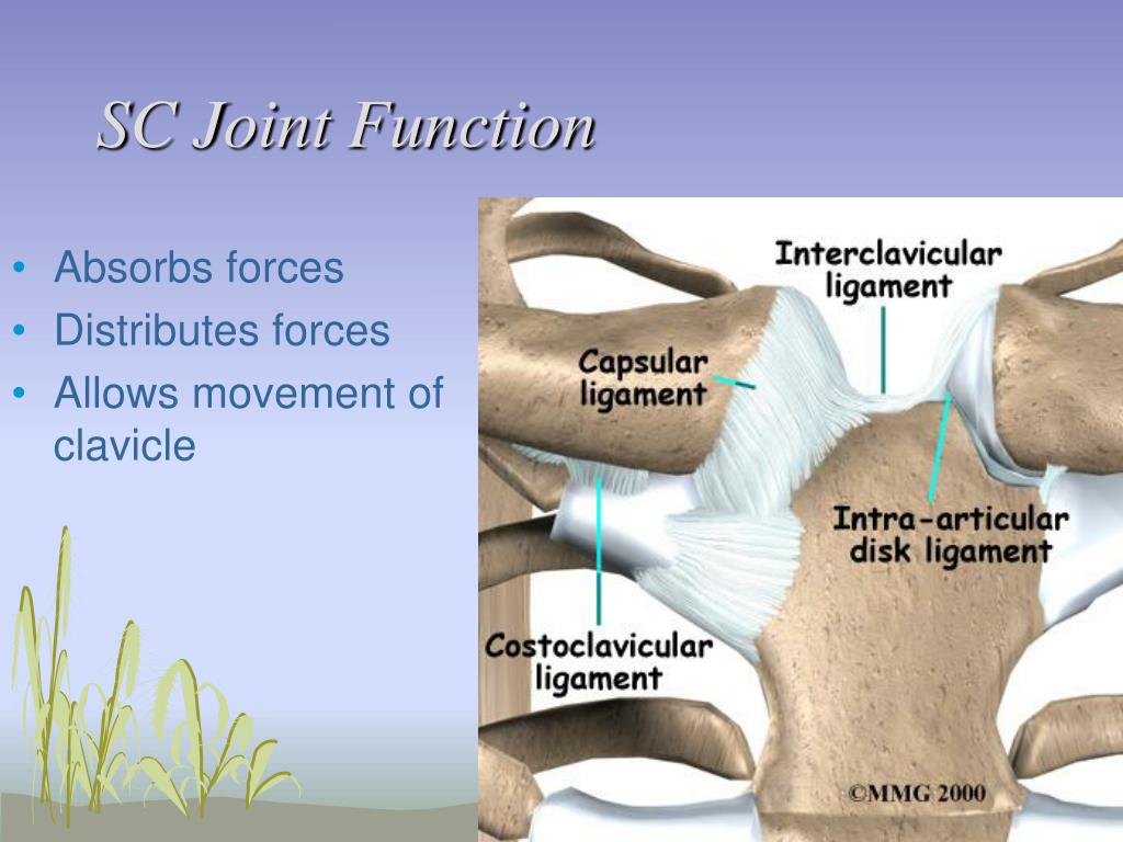 PPT Shoulder Anatomy PowerPoint Presentation, free download ID3040115