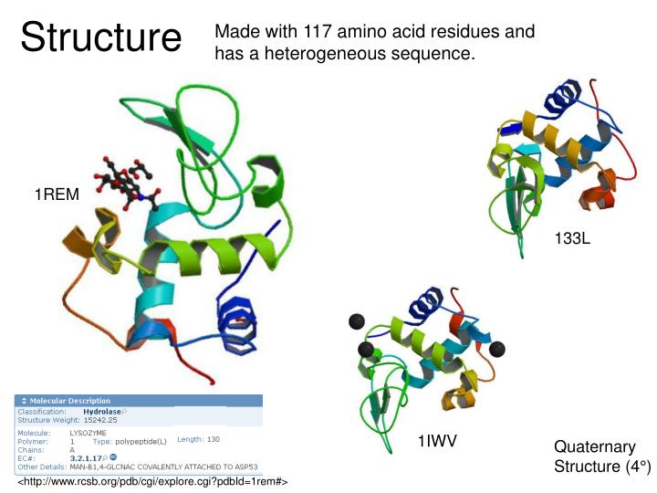 PPT Lysozyme PowerPoint Presentation ID3040518