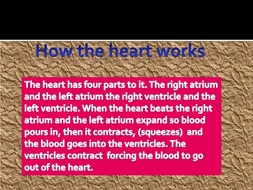 PPT HOLE IN THE HEART PowerPoint Presentation, free download ID3041290