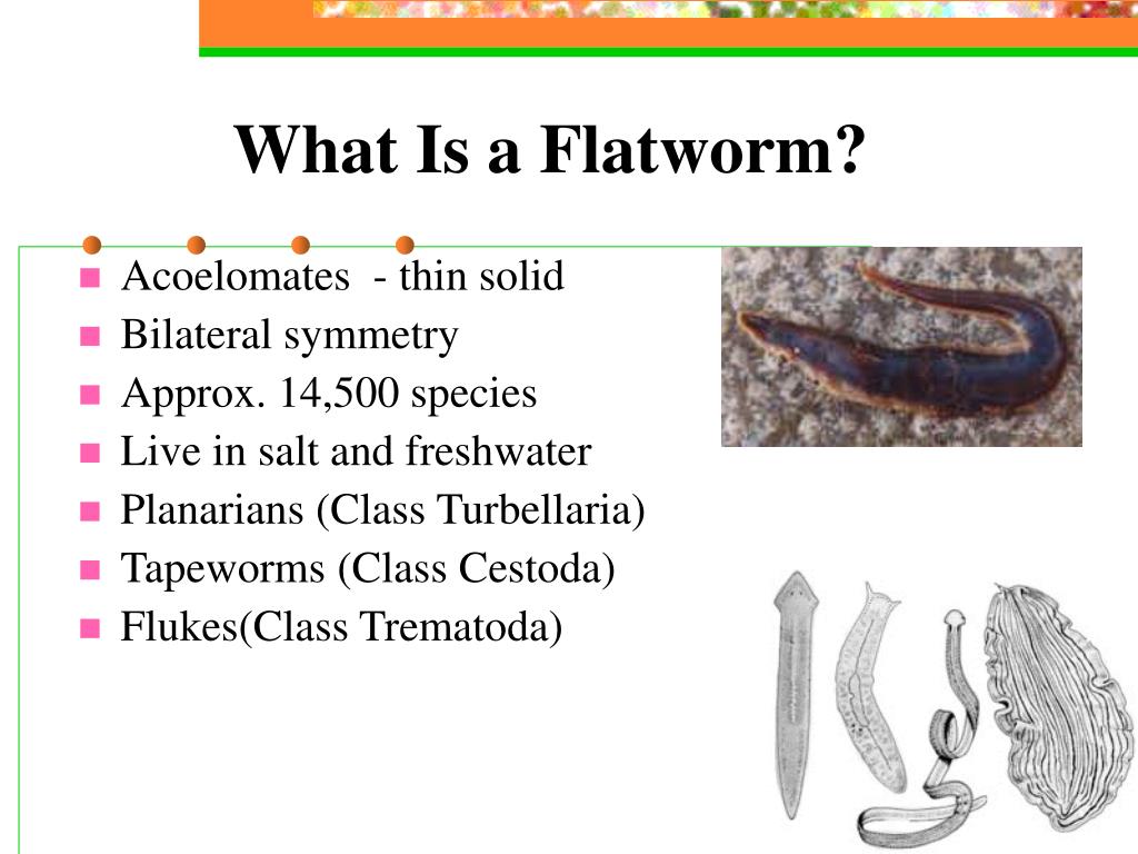 PPT Lesson Activity on Sponges, Cnidarians, Flatworms and Roundworms