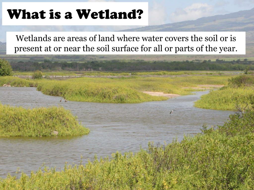 PPT Introduction to Wetlands “Hawai’i’s Wetland Ecosystems