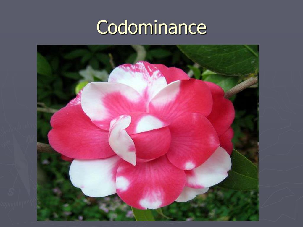 PPT Classical PowerPoint Presentation, free download ID3043328