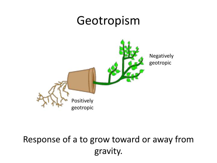 Geotropisme Positif