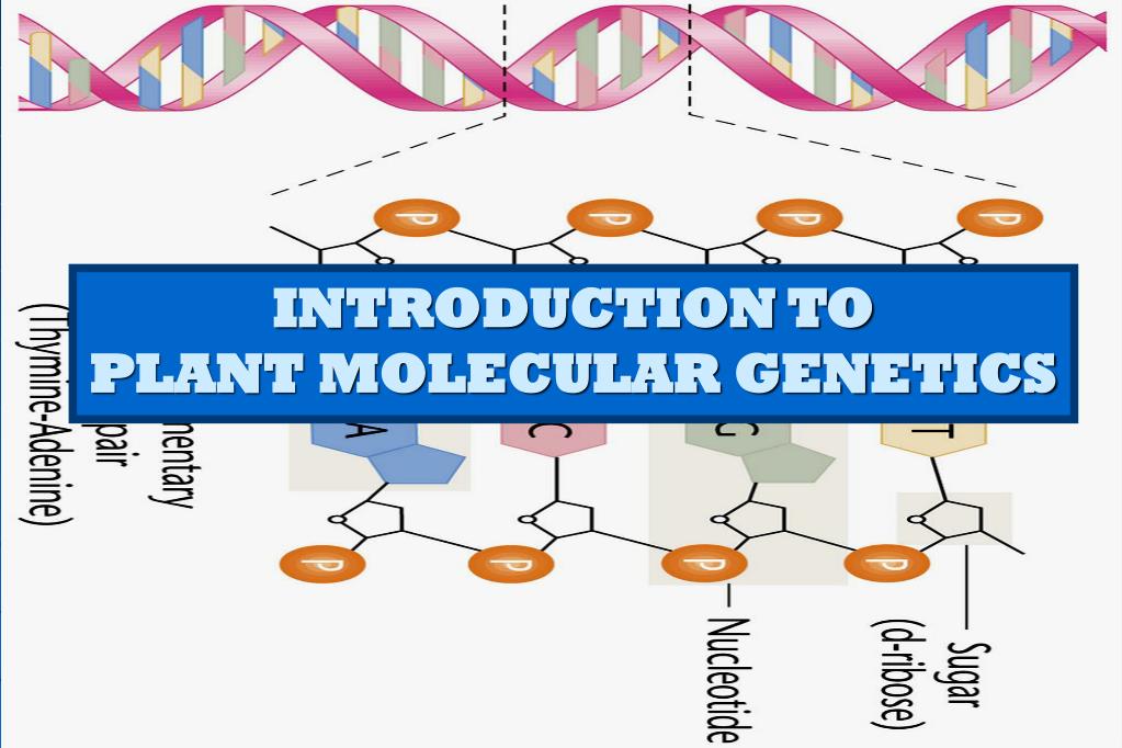 PPT INTRODUCTION TO PLANT MOLECULAR PowerPoint Presentation