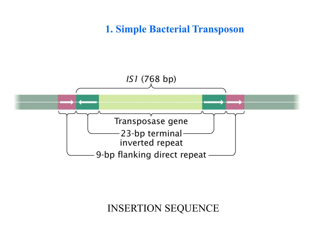 PPT The Nature of Transposons Chapter 11 pp 300315 PowerPoint