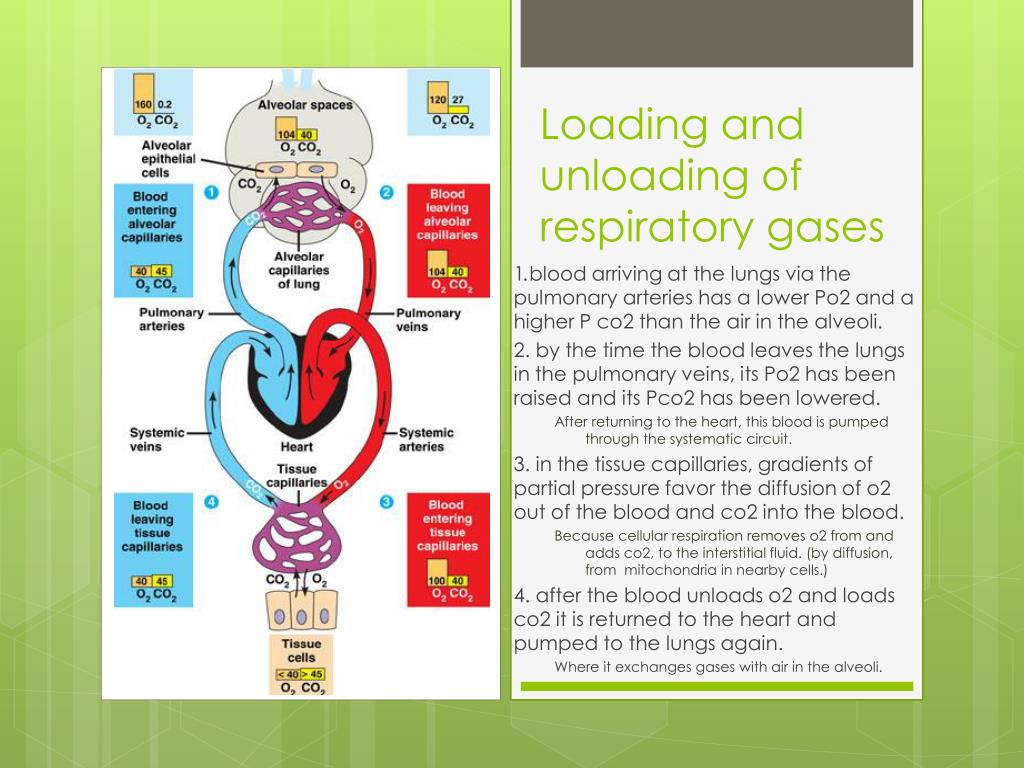 PPT Gas Exchange PowerPoint Presentation, free download ID3046558