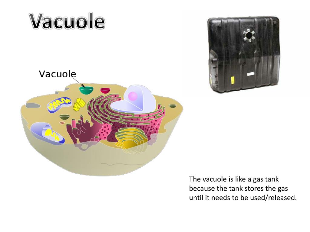 PPT Cell PowerPoint Presentation, free download ID3049138