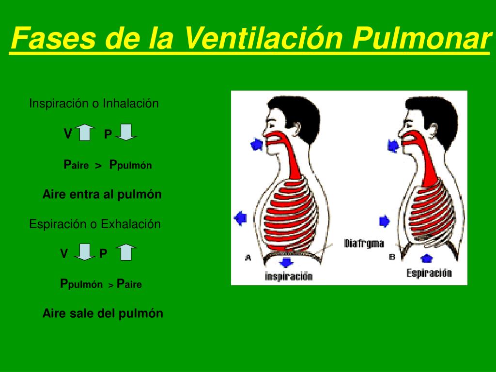 PPT Sistema Respiratorio PowerPoint Presentation, free