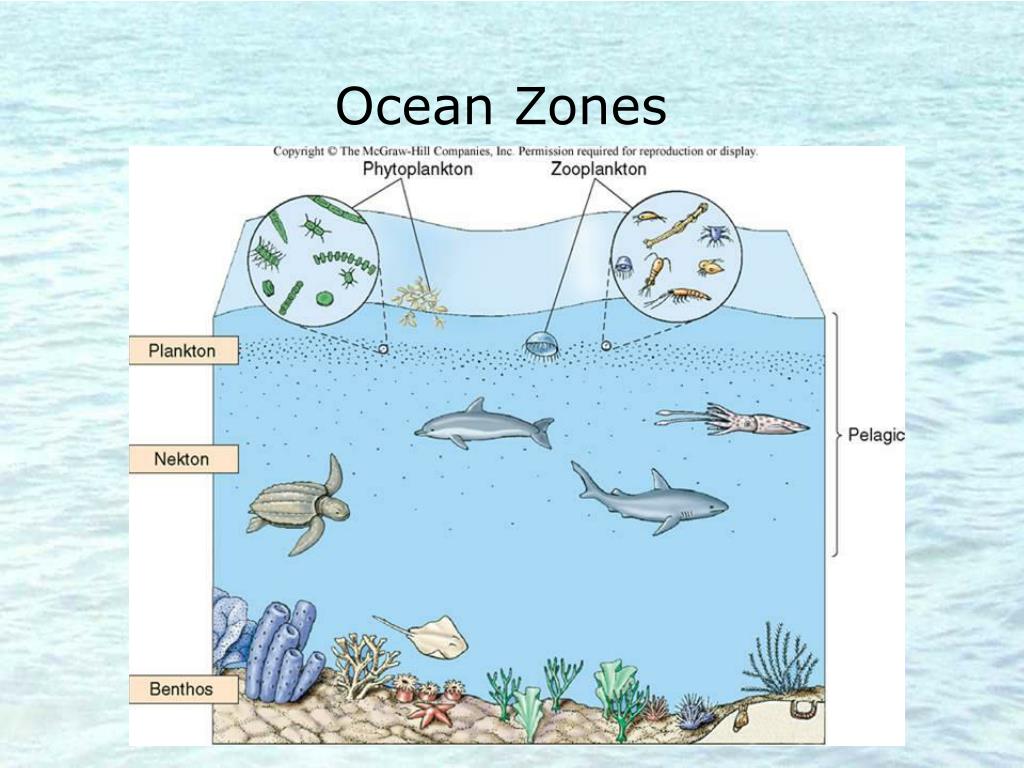 PPT Plankton PowerPoint Presentation, free download ID3050148