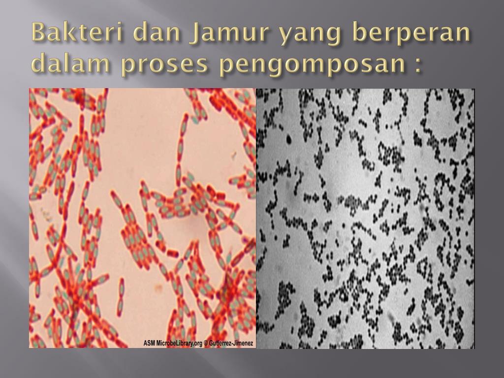 PPT PENGOLAHAN LIMBAH ORGANIK PADAT DENGAN PROSES AEROB PowerPoint
