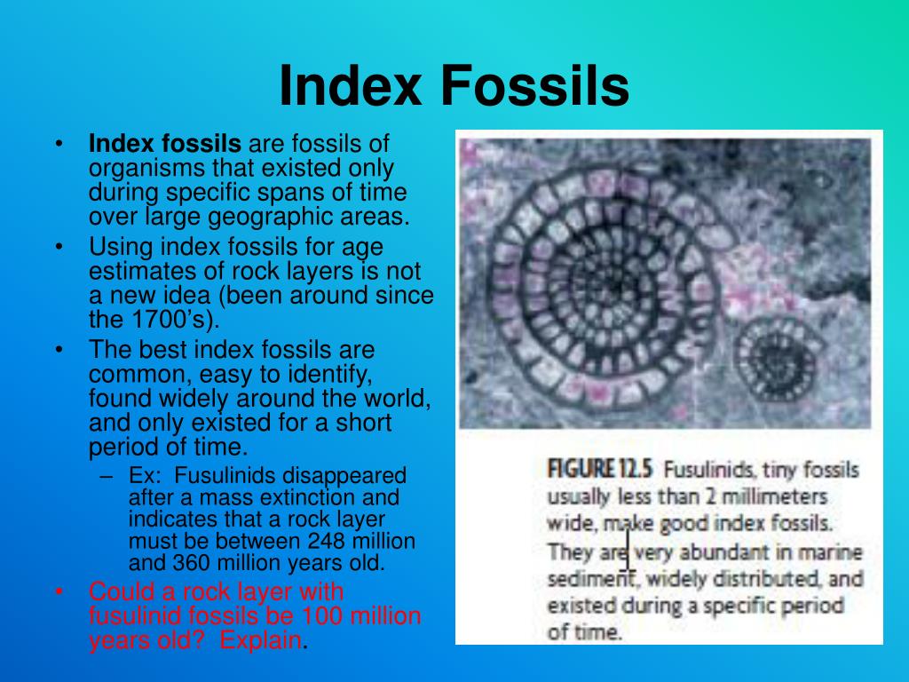 PPT Chapter 12 The History of Life PowerPoint Presentation, free