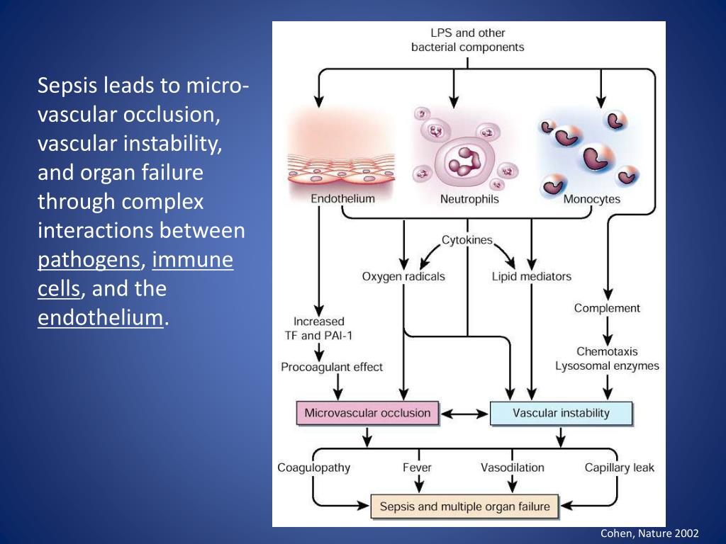 PPT Pediatric Septic Shock PowerPoint Presentation, free download