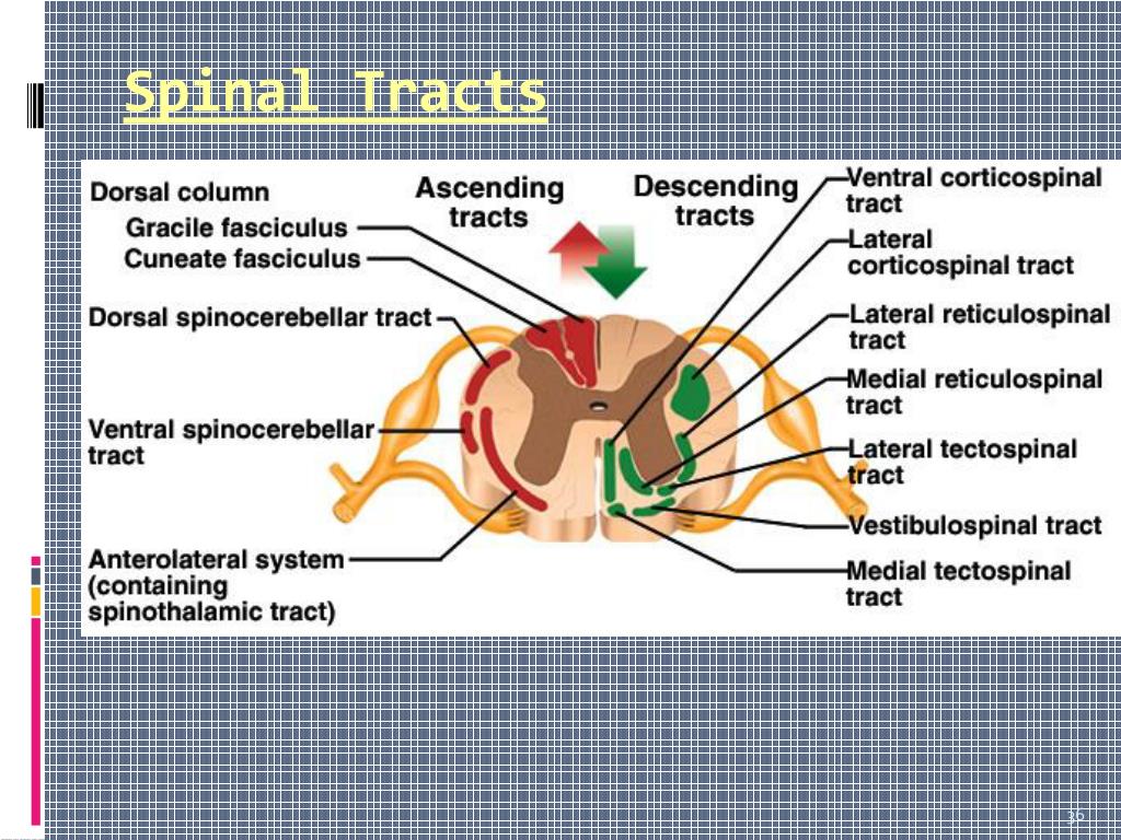 PPT SENSORY SYSTEM RECEPTORS & SENSORY PATHWAYS