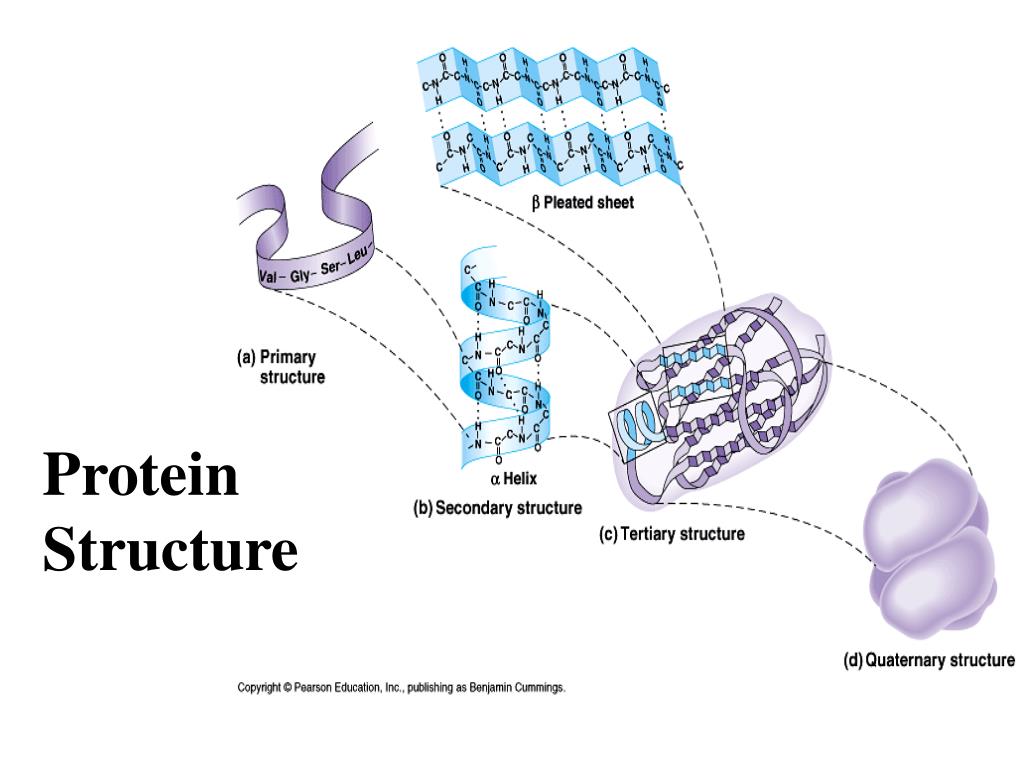 PPT Proteins, Enzymes and Nucleic Acids PowerPoint Presentation, free