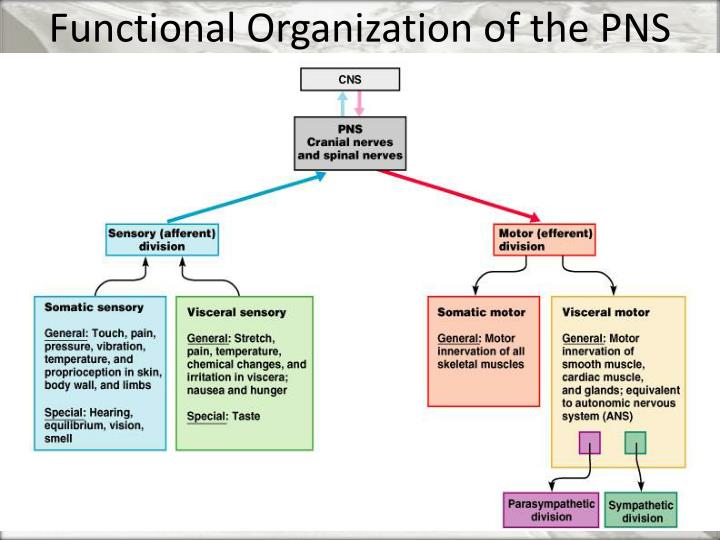 ️ The efferent division of the peripheral nervous system innervates