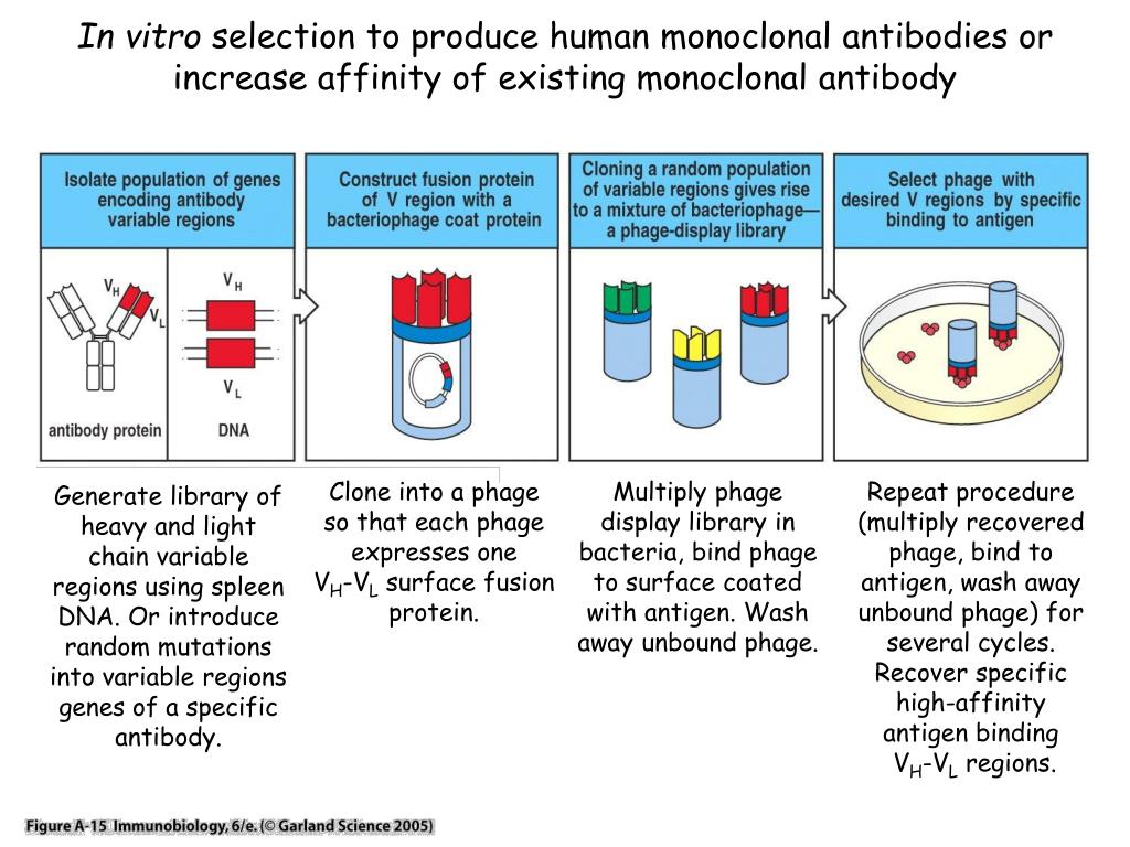 PPT Putting biology to work for you In vitro (directed) evolution