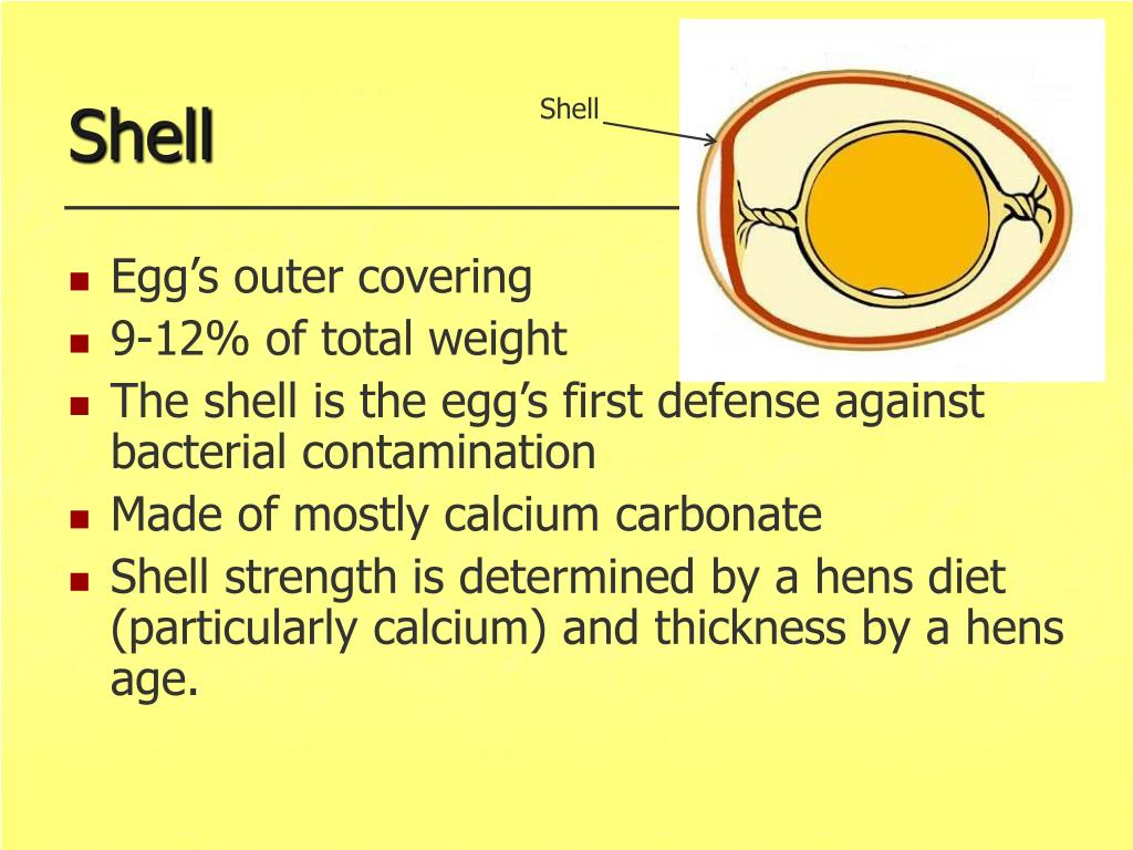 PPT Eggcellent Eggs!! PowerPoint Presentation, free download ID3059582