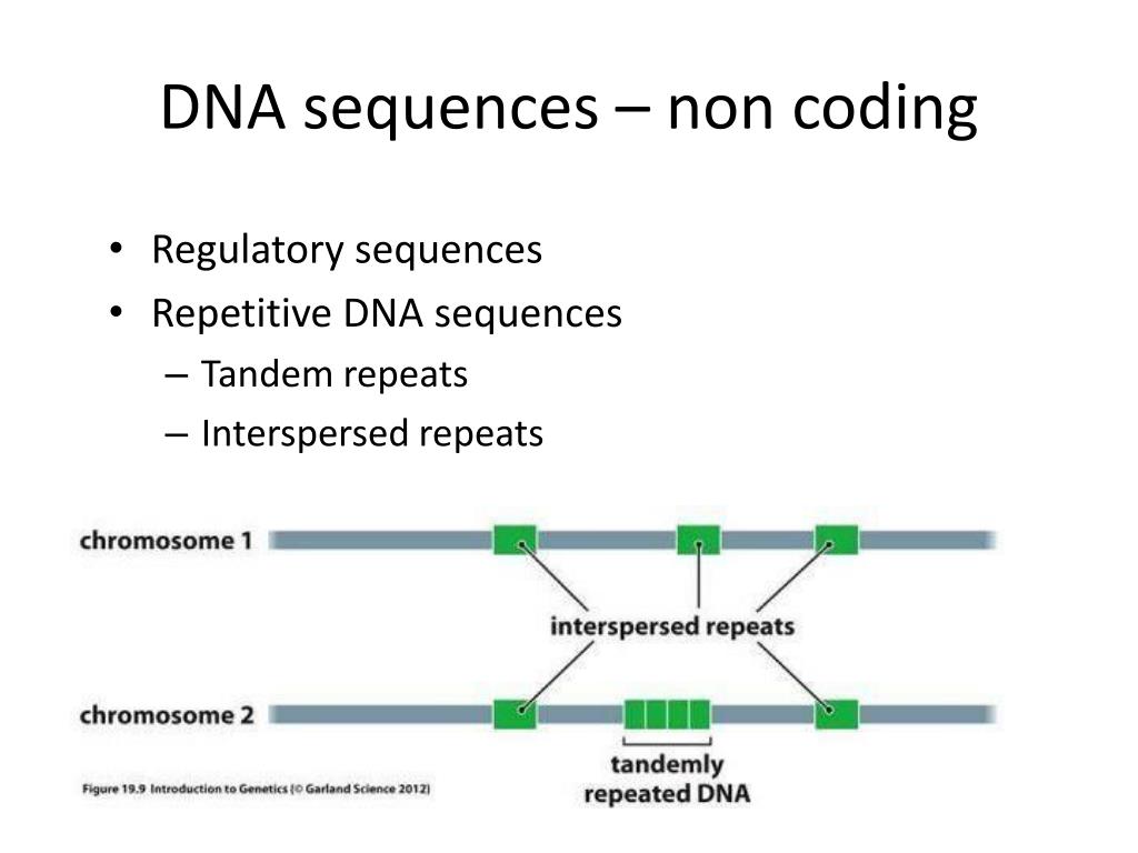 PPT Genomes & their evolution PowerPoint Presentation, free download