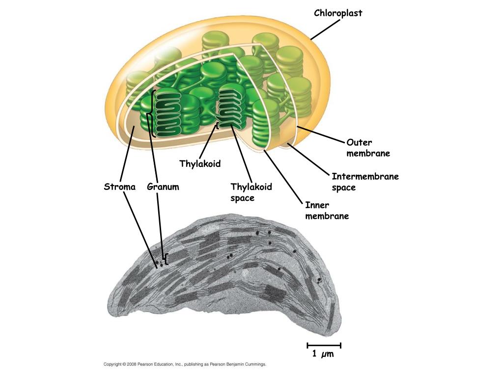 PPT BIO 2, Lecture 14 PowerPoint Presentation, free download ID3061617