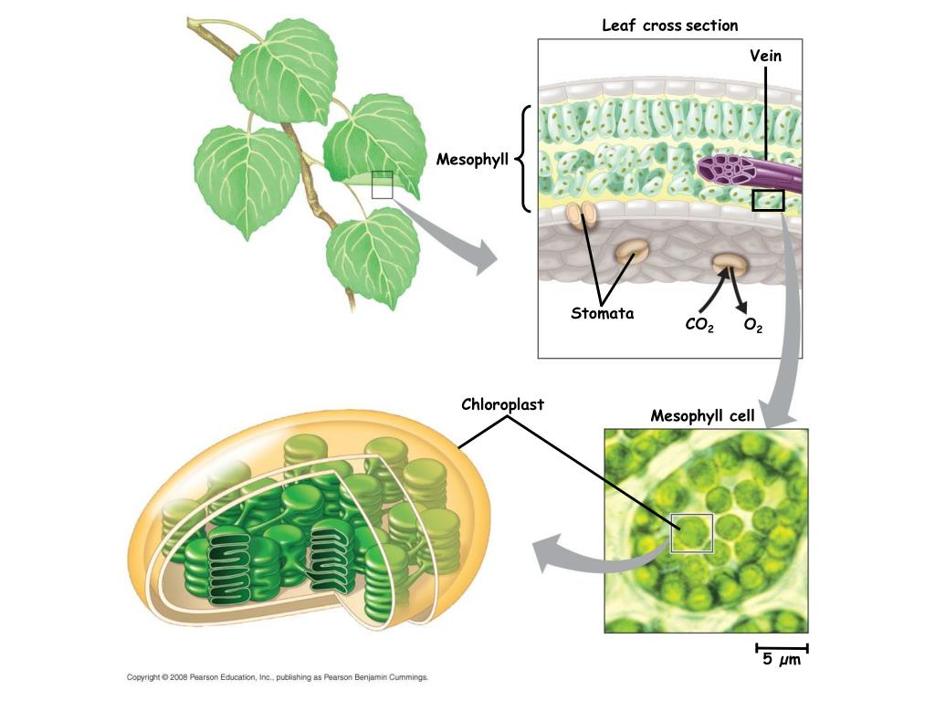PPT BIO 2, Lecture 14 PowerPoint Presentation, free download ID3061617