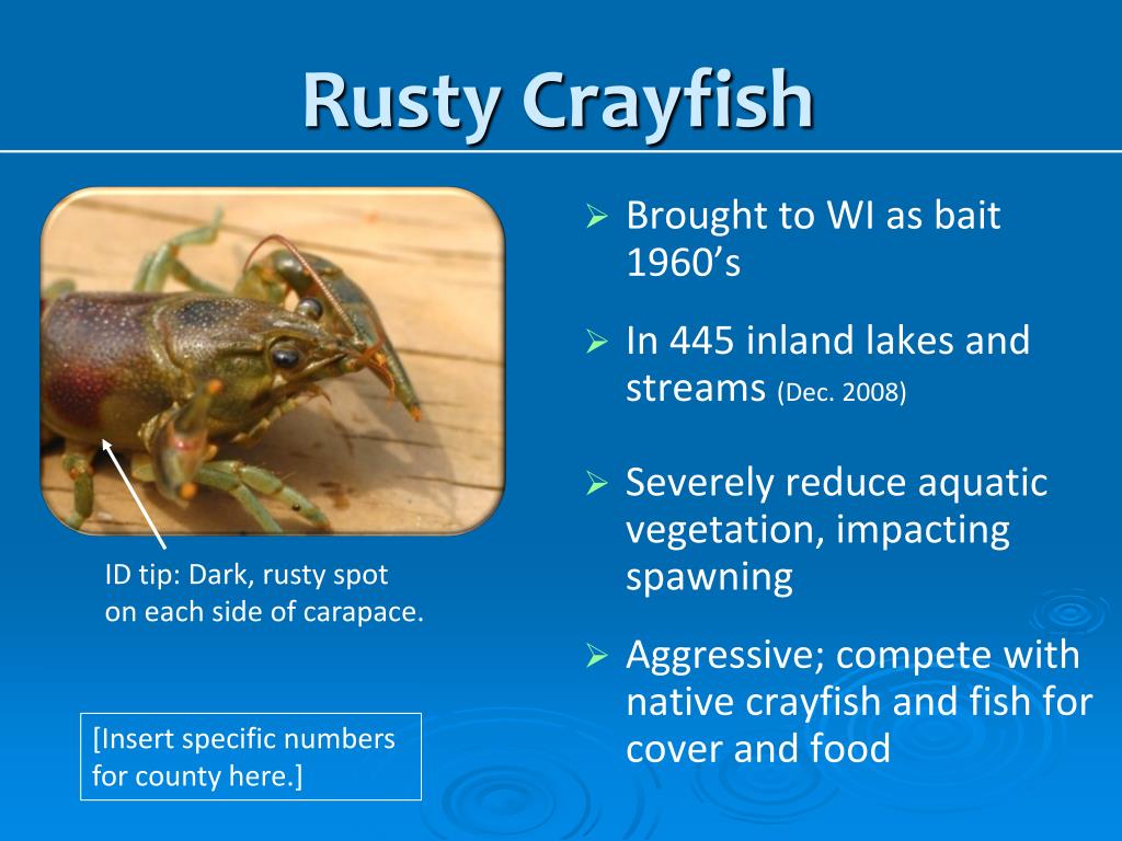 American Crayfish Atlas