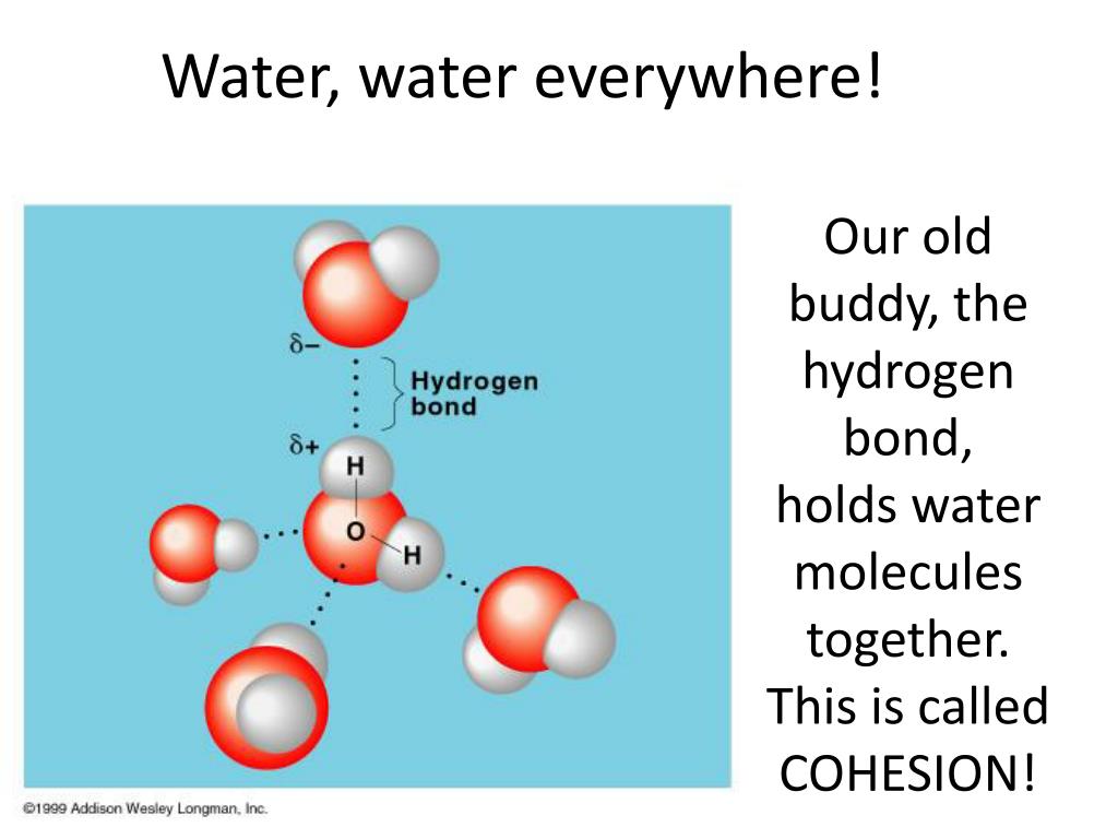 PPT Water, water everywhere! PowerPoint Presentation, free download