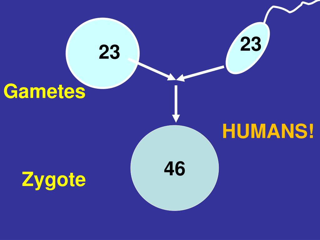 PPT Look at the spread of human chromosomes (Called Karyotype