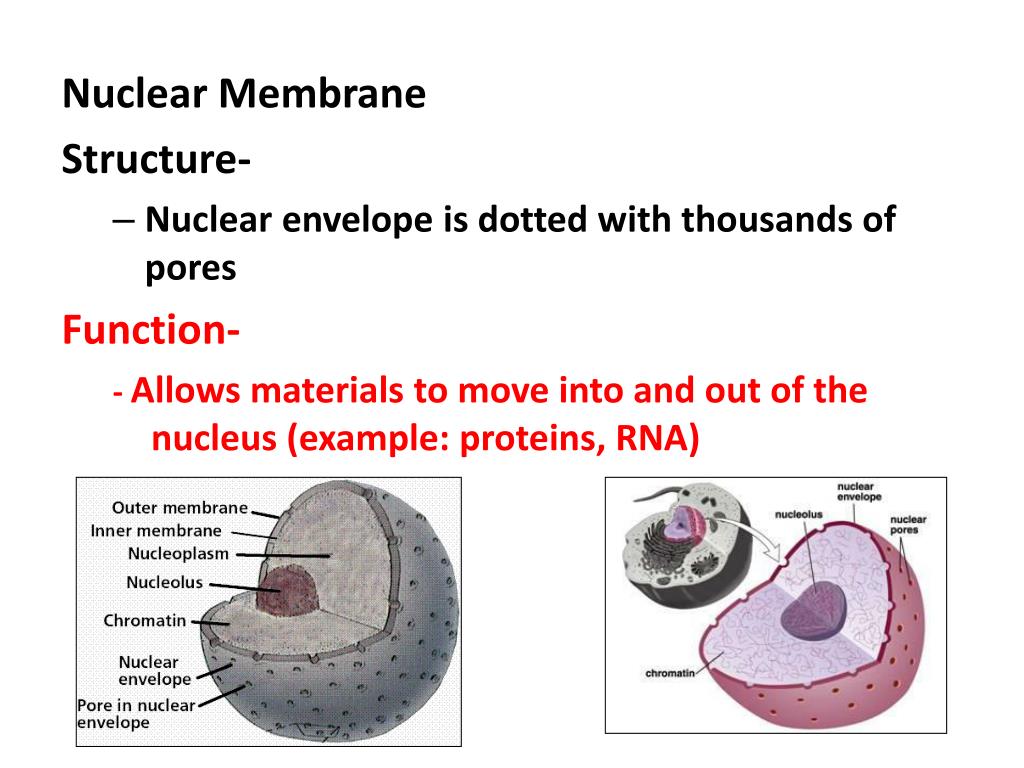 PPT Cell Structure and Function Notes PowerPoint Presentation, free