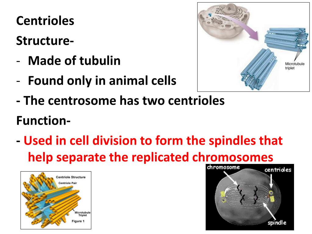 Ppt Cell Structure And Function Notes Powerpoint Presentation Free Download Id 3066036