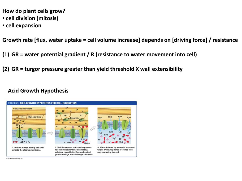 PPT How do plant cells grow? cell division (mitosis) cell expansion