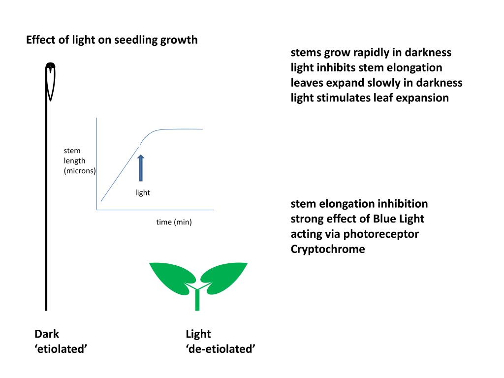 PPT How do plant cells grow? cell division (mitosis) cell expansion