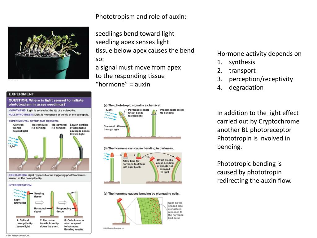 PPT How do plant cells grow? cell division (mitosis) cell expansion