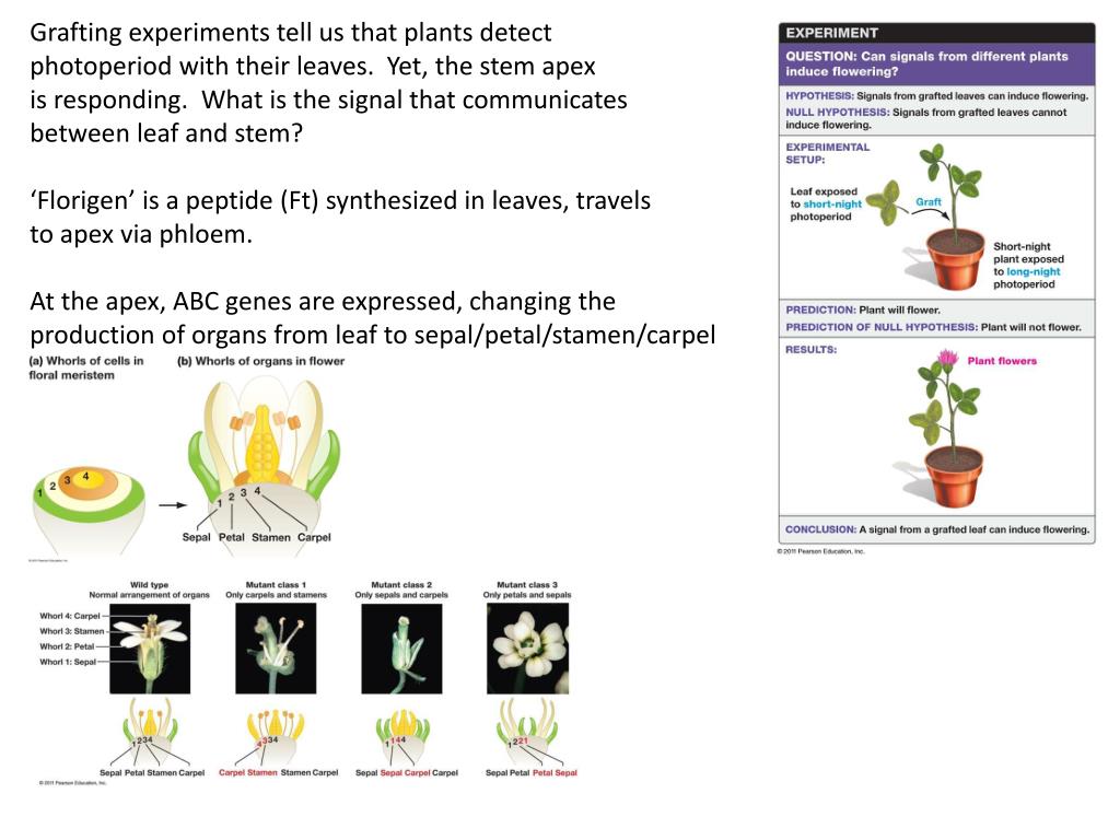 PPT How do plant cells grow? cell division (mitosis) cell expansion