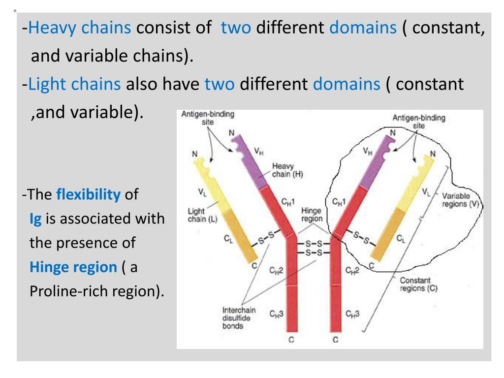 PPT Immunoglobulins , Cytokines, and Complement system PowerPoint