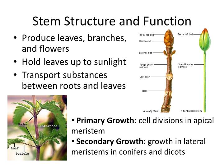 PPT Roots, Stems, and Leaves Ms. Moore 9/6/2012 PowerPoint