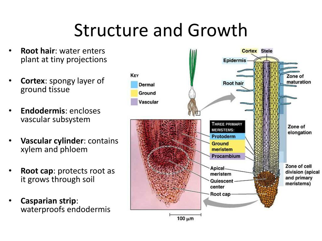 PPT Roots, Stems, and Leaves Ms. Moore 9/6/2012 PowerPoint