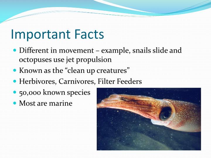 PPT Phylum Mollusca, Arthropoda , and Echinodermata PowerPoint